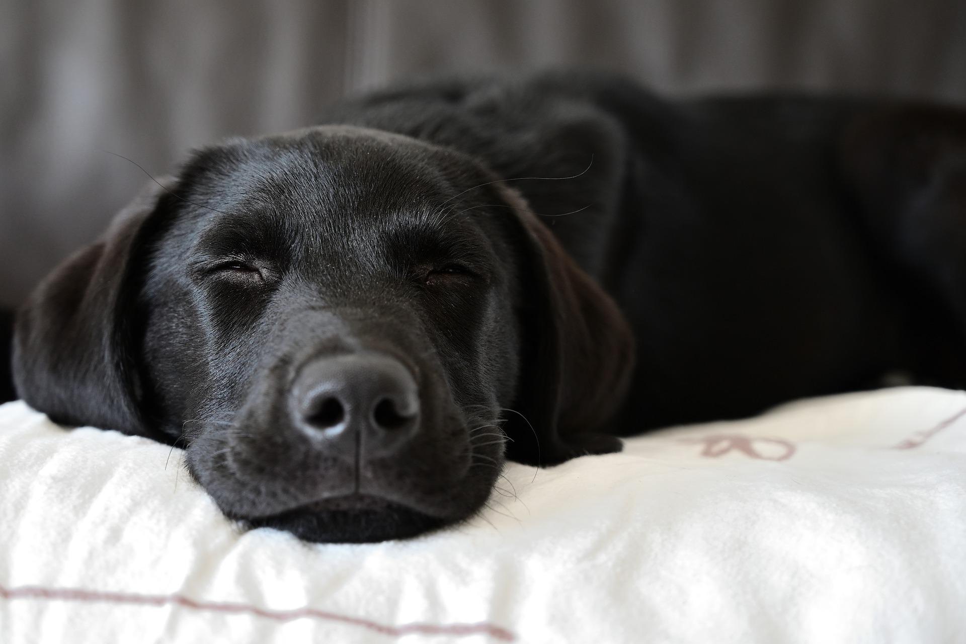 labrador-durmiendo